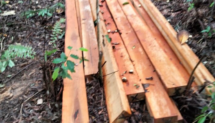 Penebangan Kayu Ulin Secara Ilegal Diduga Kuat Masih Marak di Kab, Ketapang