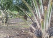 PT. GPL Tepis isu Melakukan Usaha Ilegal