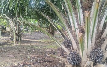 PT. GPL Tepis isu Melakukan Usaha Ilegal