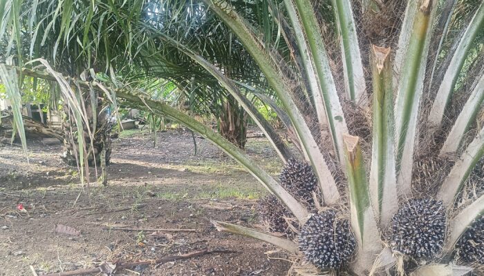 PTPN IV Kalbar Bantah isu Selisih Harga TBS di Sanggau